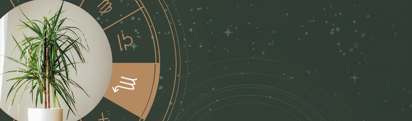 Astro plante : scorpion